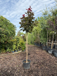 Spitzahorn 'Crimson Sentry' / Acer platanoides 'Crimson Sentry'