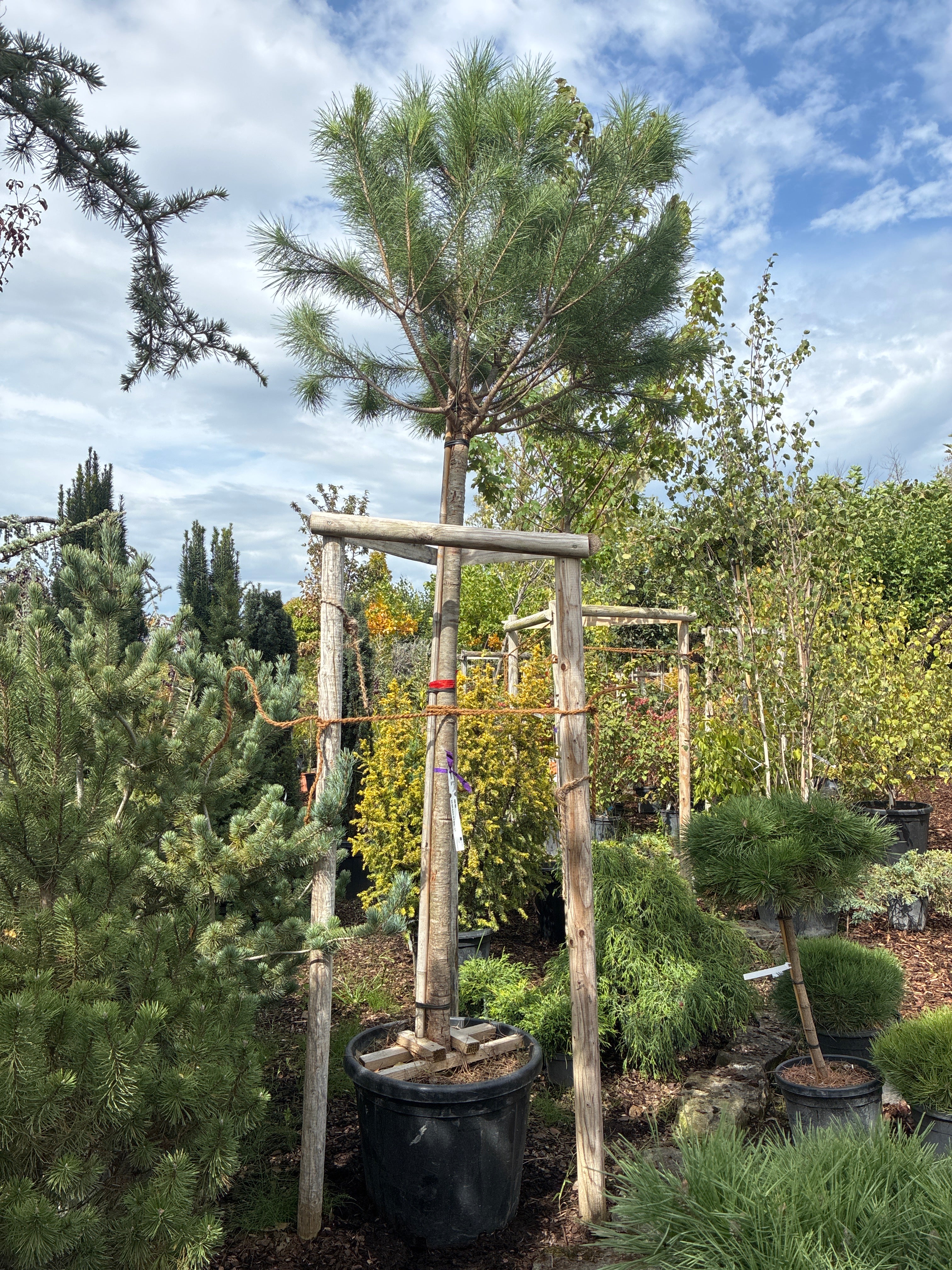 Pinie / Pinus pinea
