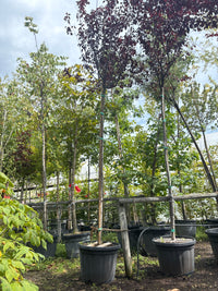 Blutpflaume 'Pissardii' / Prunus cerasifera 'Pissardii'