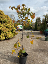 Rotlaubiger Hänge-Judasbaum / Cercis canadensis 'ruby falls'