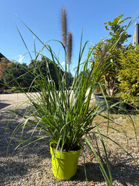 Lampenputzergras / Pennisetum alopecuroides 'Red Head'