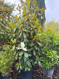 Immergrüne Magnolie / Magnolia grandiflora