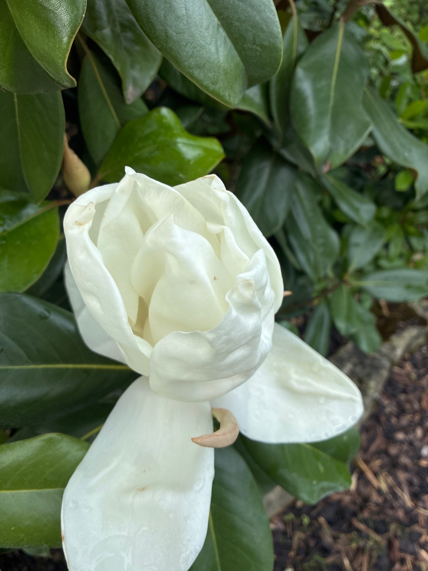 Immergrüne Magnolie / Magnolia grandiflora