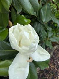 Immergrüne Magnolie / Magnolia grandiflora