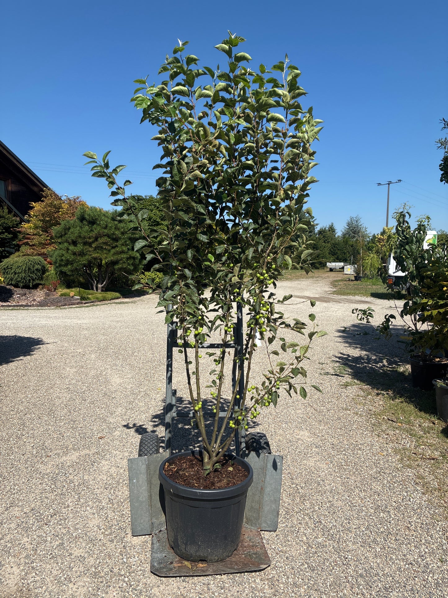 Zierapfel 'Evereste'® / Malus 'Evereste'®