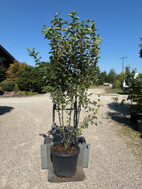 Zierapfel 'Evereste'® / Malus 'Evereste'®