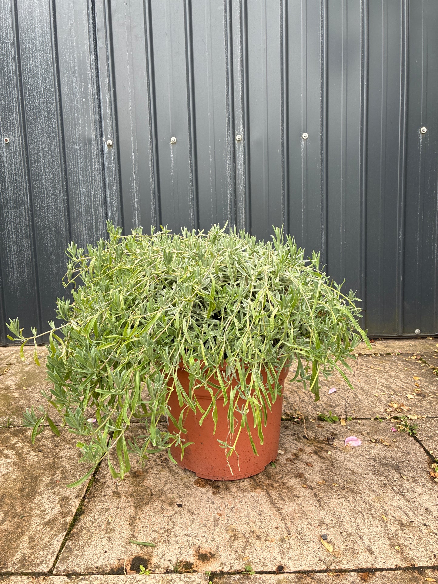 Echter Lavendel / Lavandula angustifolia