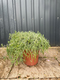 Echter Lavendel / Lavandula angustifolia