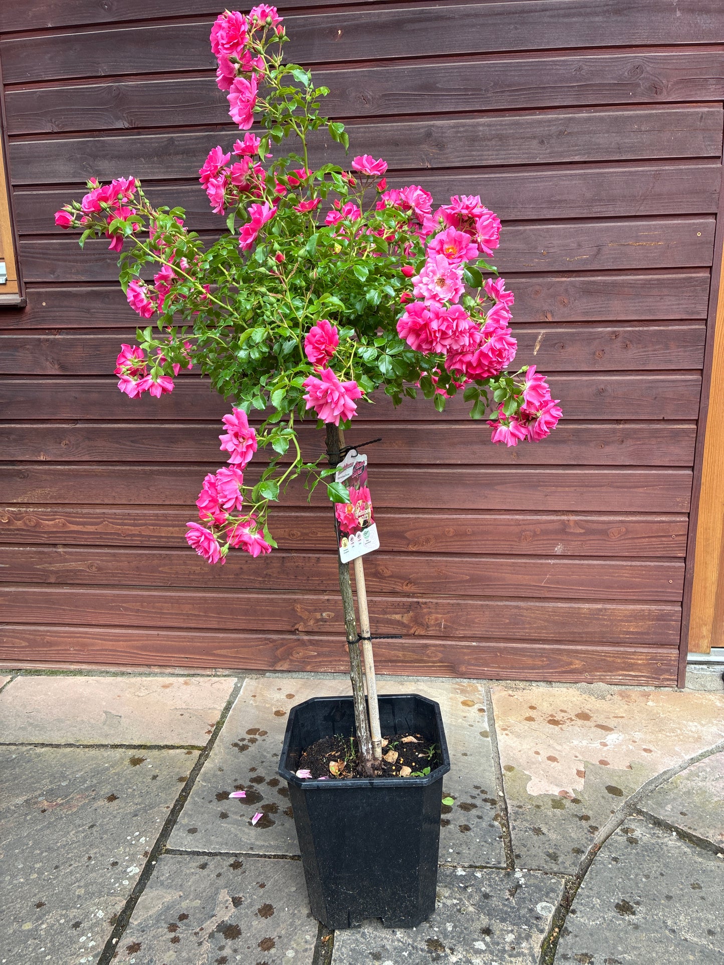 Bodendeckerrose 'Heidetraum'® / Rosa 'Heidetraum'®