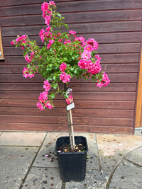 Bodendeckerrose 'Heidetraum'® / Rosa 'Heidetraum'®