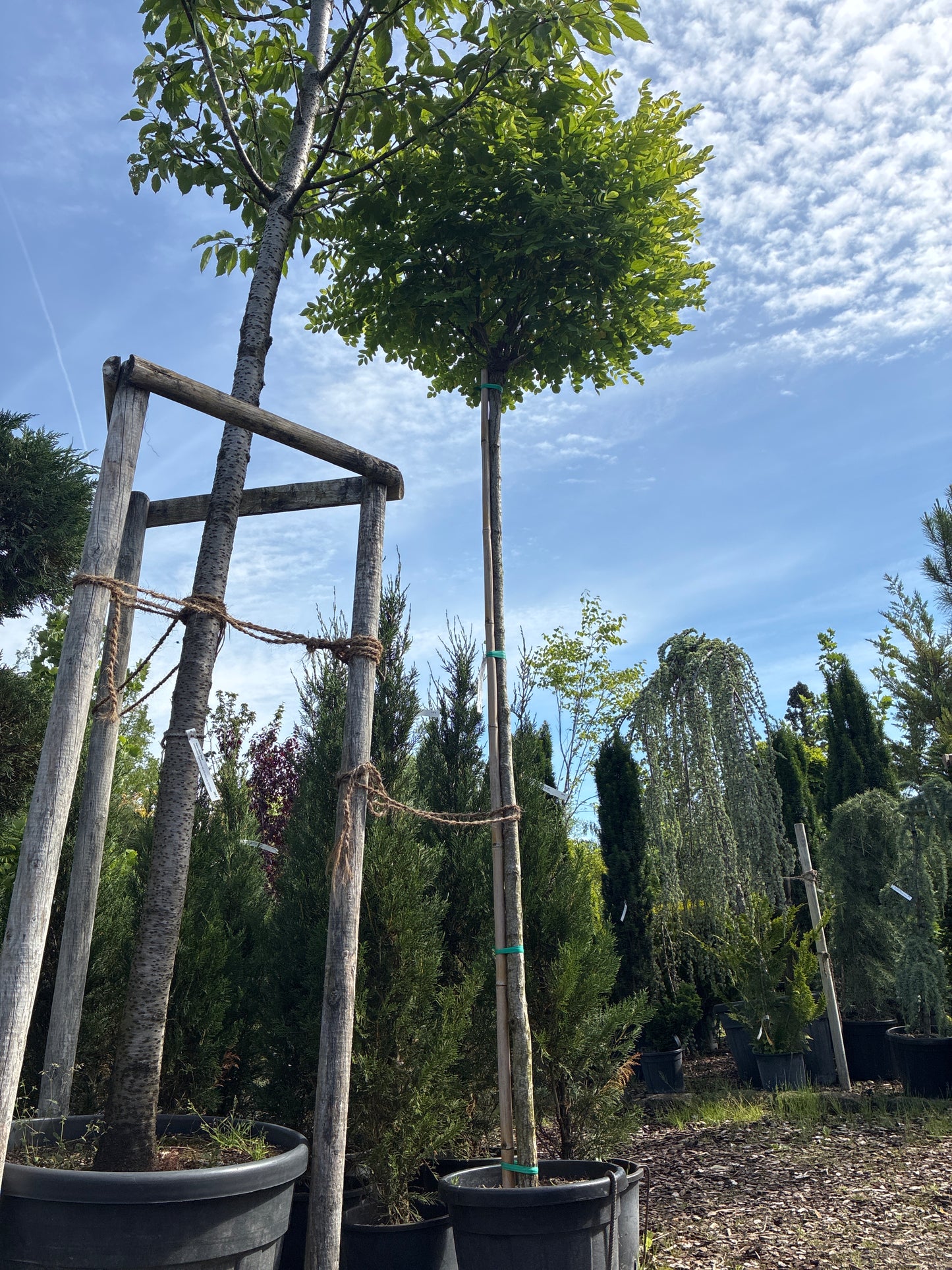 Kugelakazie 'Umbraculifera' / Robinia pseudoacacia 'Umbraculifera'