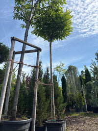 Kugelakazie 'Umbraculifera' / Robinia pseudoacacia 'Umbraculifera'