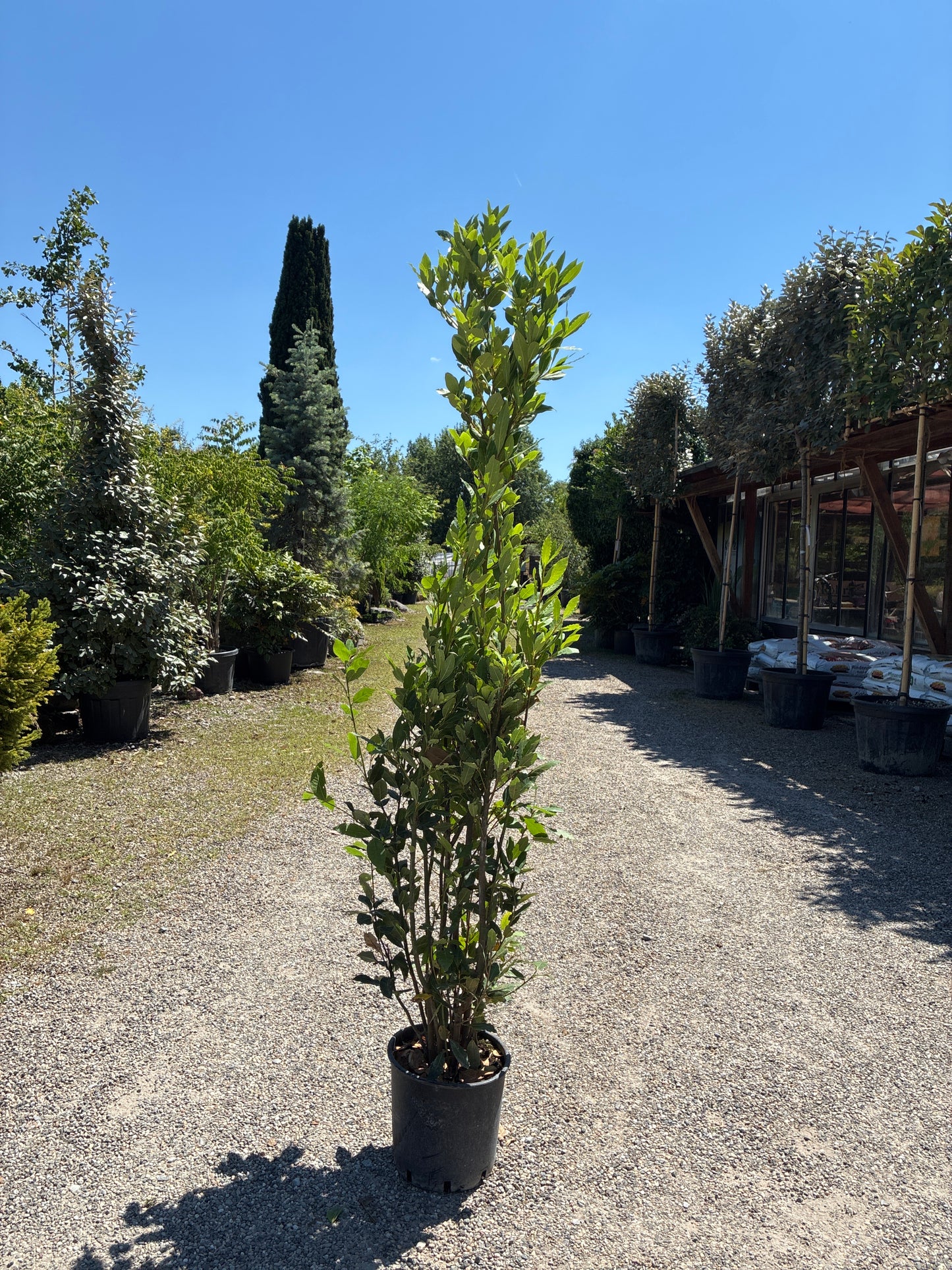 Lorbeerbaum / Laurus nobilis