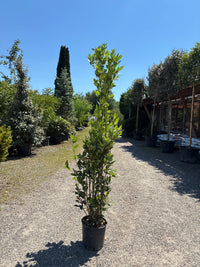 Lorbeerbaum / Laurus nobilis