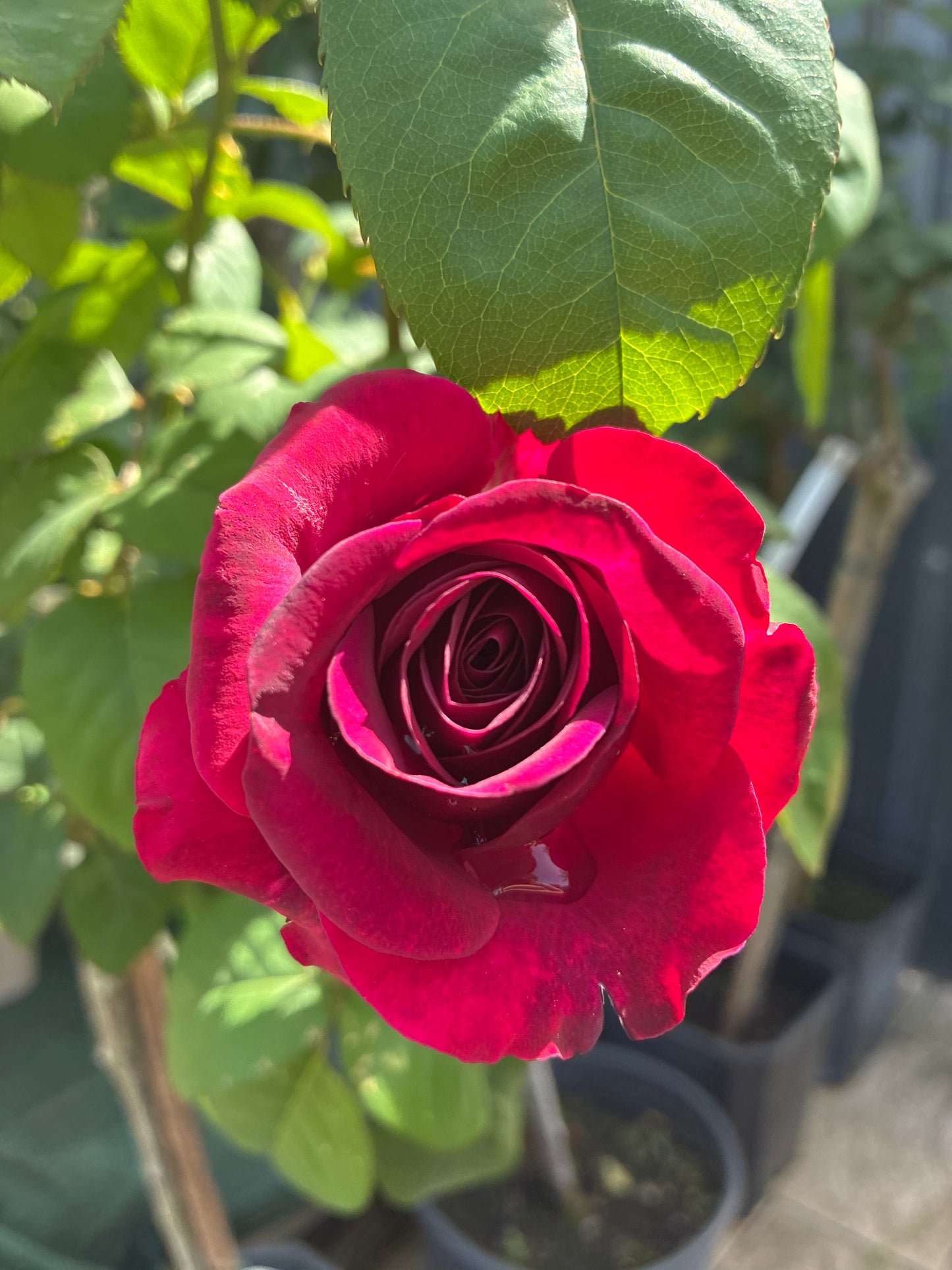 Edelrose 'Laudatio'® / Rosa 'Laudatio'®
