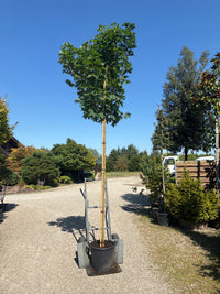 Kugelahorn 'Globosum' / Acer platanoides 'Globosum', Stamm