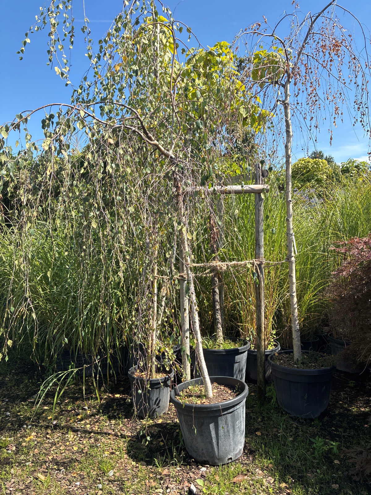 Trauerbirke / Betula pendula 'Youngii
