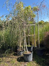 Trauerbirke / Betula pendula 'Youngii