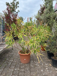 Oleander / Nerium oleander