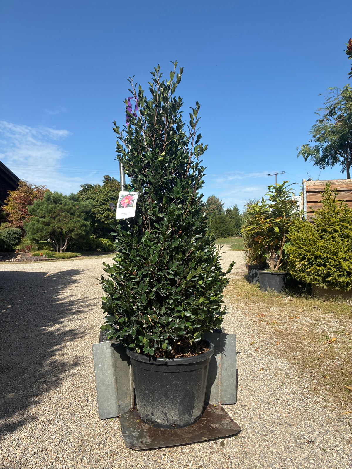 Kamelia / CAMELLIA SASANQUA 'Kanjiro'