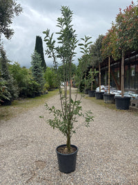 Pfaffenhütchen / Euonymus europaeus