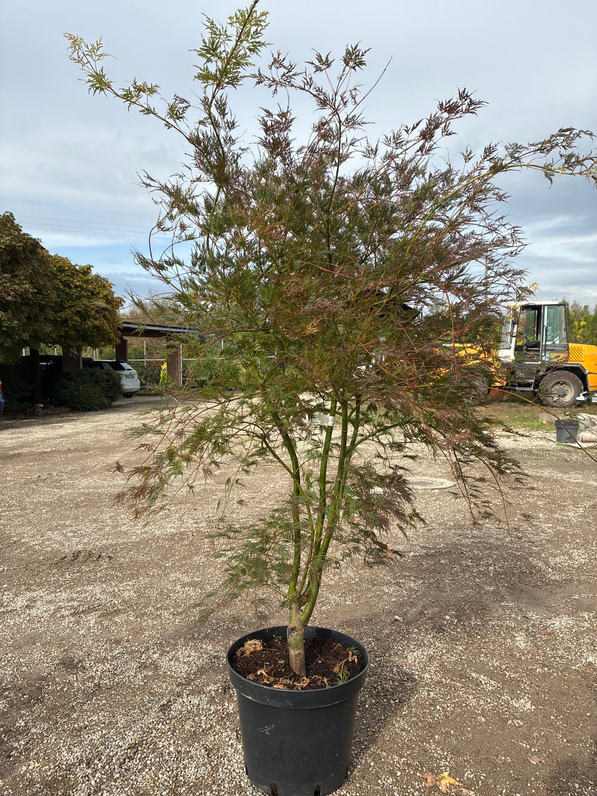 Fächerahorn / Acer palmatum ‘Emerald Lace’