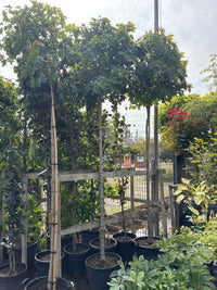 Kugelahorn 'Globosum' / Acer platanoides 'Globosum', Stamm