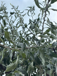 Weidenblättrige Birne 'Pendula' / Pyrus salicifolia 'Pendula'