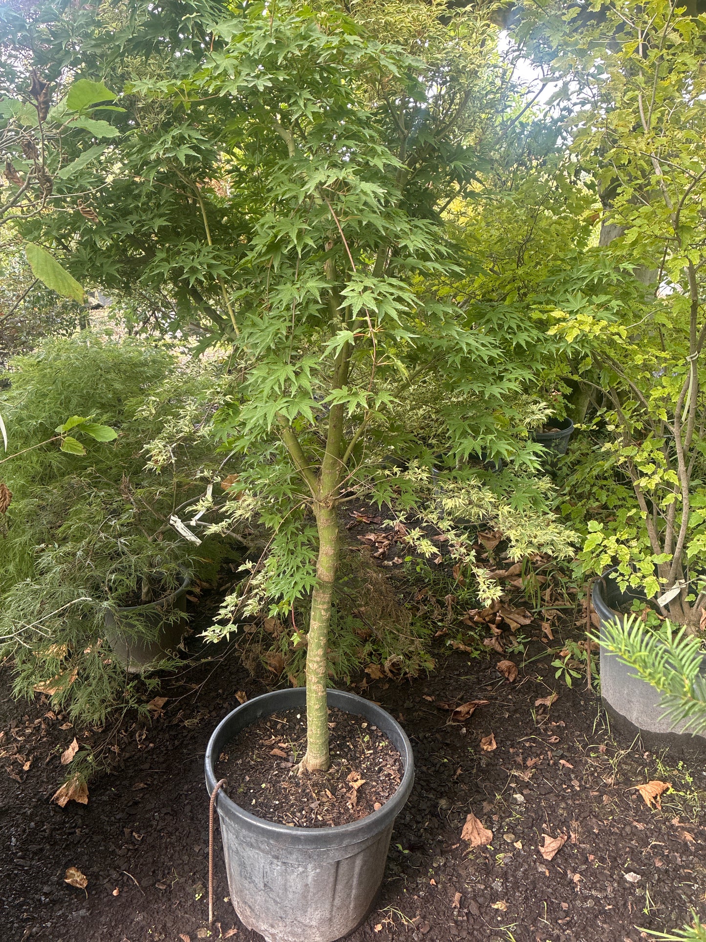 Fächerahorn 'Butterfly' / Acer palmatum 'Butterfly'