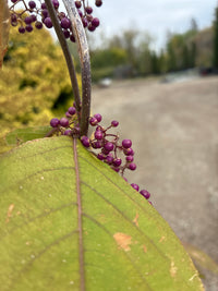 Schönfrucht / Callicarpa bodinieri ‘Magical Amethyst’