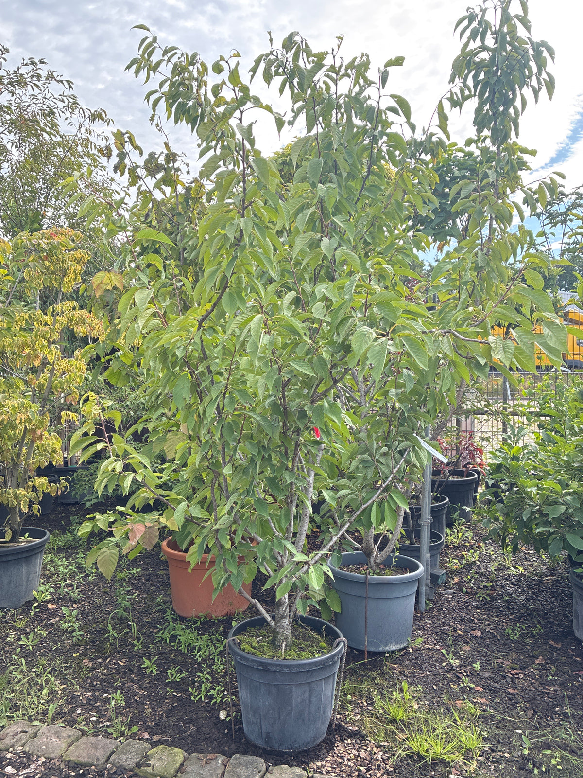Japanische Nelkenkirsche 'Kanzan' / Prunus serrulata 'Kanzan'