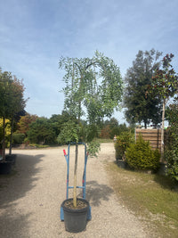 Hängender Schnurbaum 'Pendula' / Sophora japonica 'Pendula'