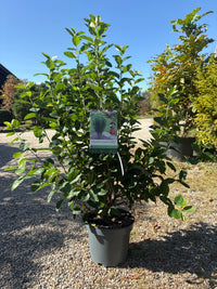 Säulen-Felsenbirne 'Rainbow Pillar'® / Amelanchier lamarckii 'Rainbow Pillar'®