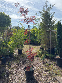 Roter Seidenbaum 'Summer Chocolate'(s) / Albizia julibrissin 'Summer Chocolate'(s)