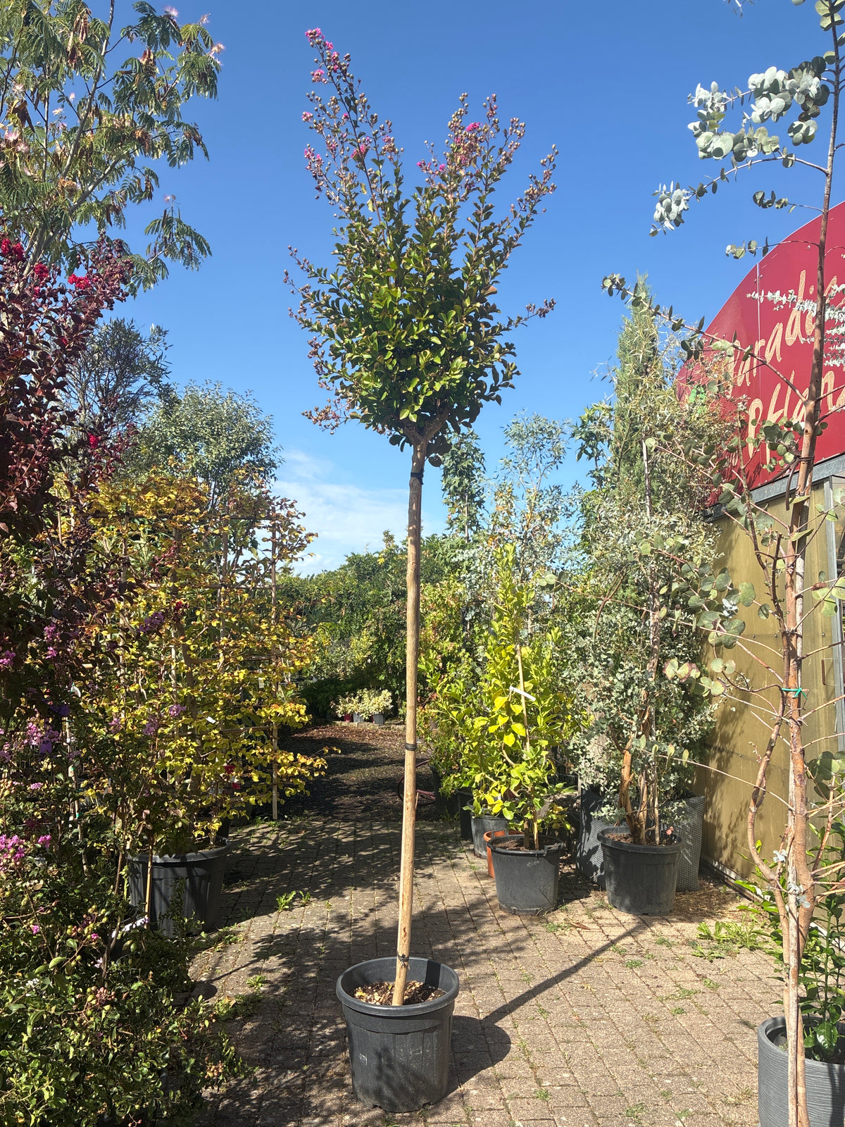 Chinesische Kräuselmyrte 'Durant Red' / Lagerstroemia indica 'Durant Red'