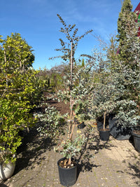 Eukalyptus / Eucalyptus Pulverulenta 'Baby Blue'
