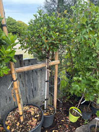 Westlicher Erdbeerbaum / Arbutus unedo