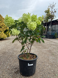 Rispenhortensie / Hydrangea paniculata ‘Skyfall’