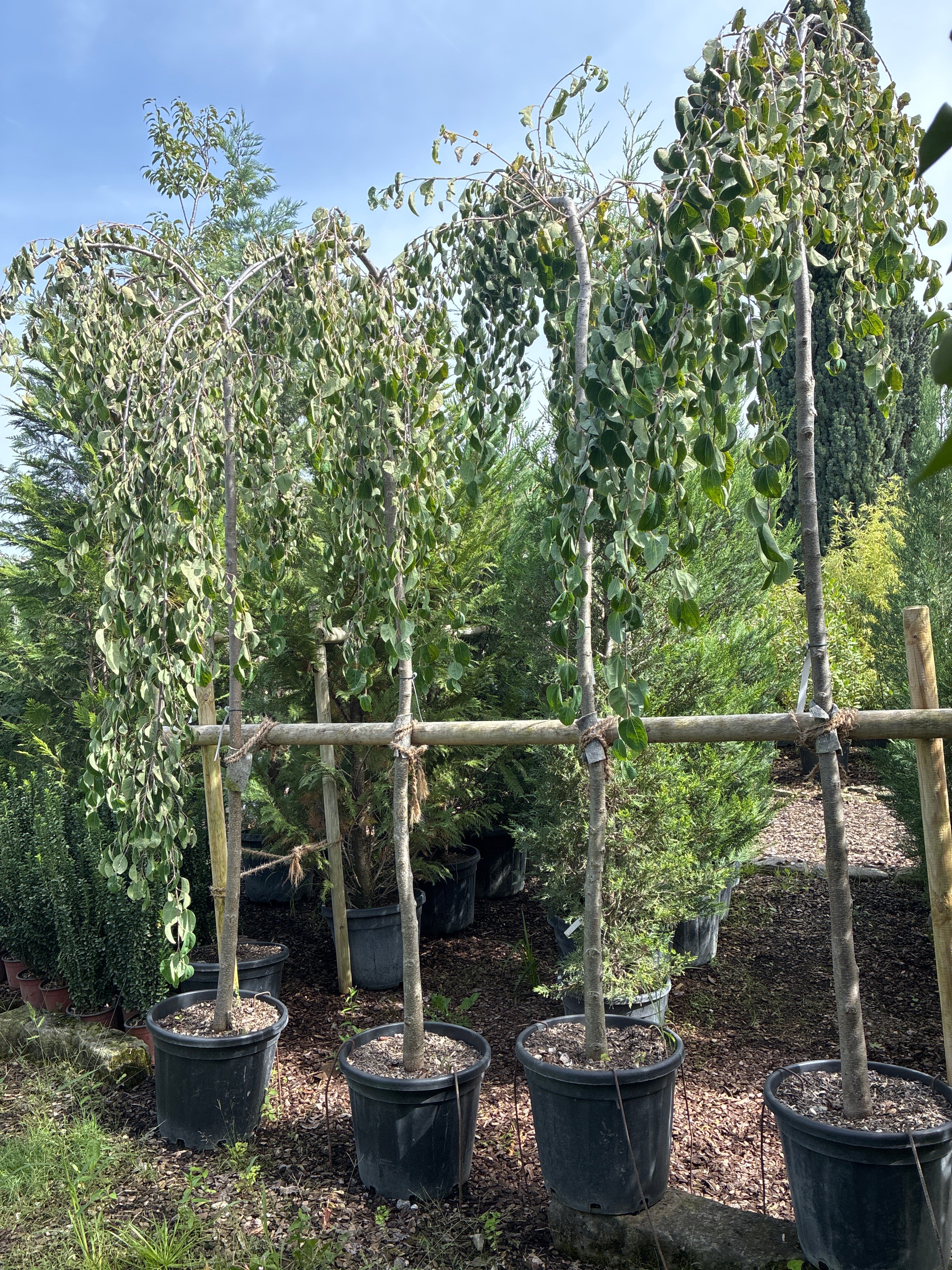 Hängender Katsurabaum 'Pendulum' / Cercidiphyllum japonicum 'Pendulum', Stamm