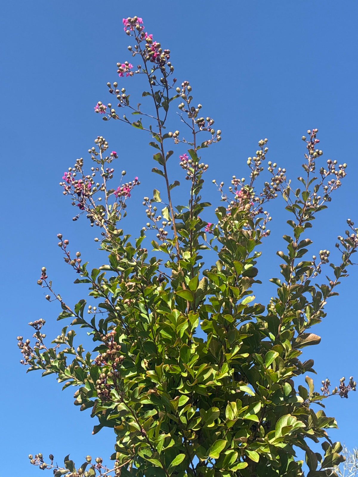 Chinesische Kräuselmyrte 'Durant Red' / Lagerstroemia indica 'Durant Red'