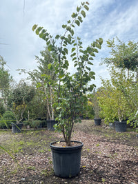 Judasbaum 'Avondale' / Cercis chinensis 'Avondale'