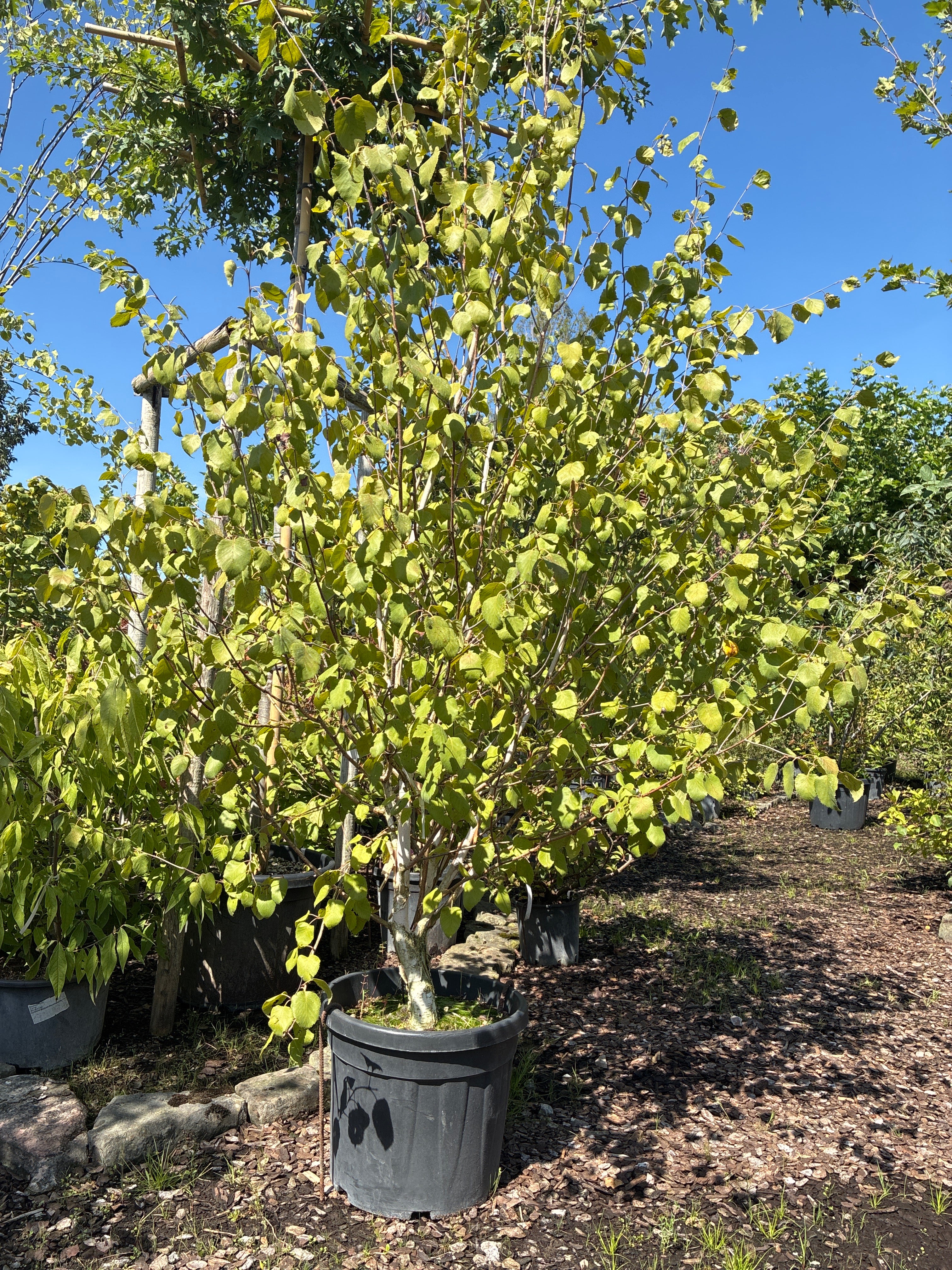 Himalayabirke 'Doorenbos' / Betula utilis 'Doorenbos'