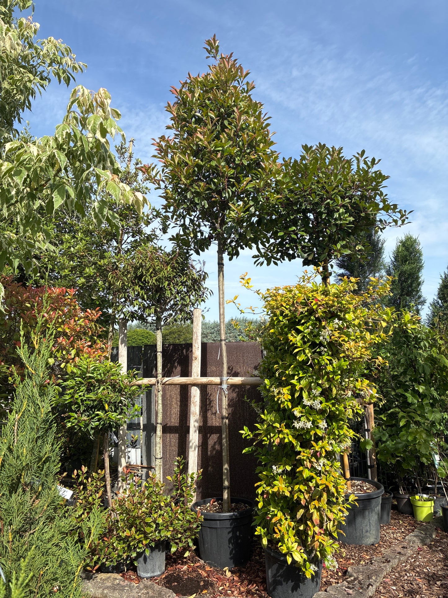 Glanzmispel 'Red Robin', Stamm / Photinia fraseri 'Red Robin', Stamm