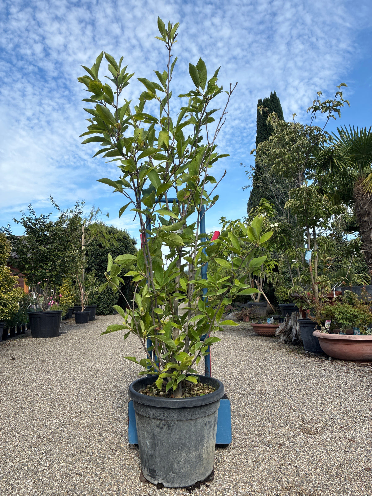 Tulpen-Magnolie / Magnolia x soulangiana