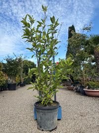 Tulpen-Magnolie / Magnolia x soulangiana