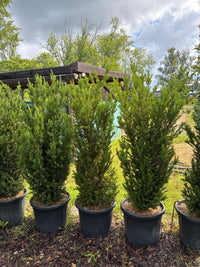 Eibe 'Hillii' / Taxus x media 'Hillii'