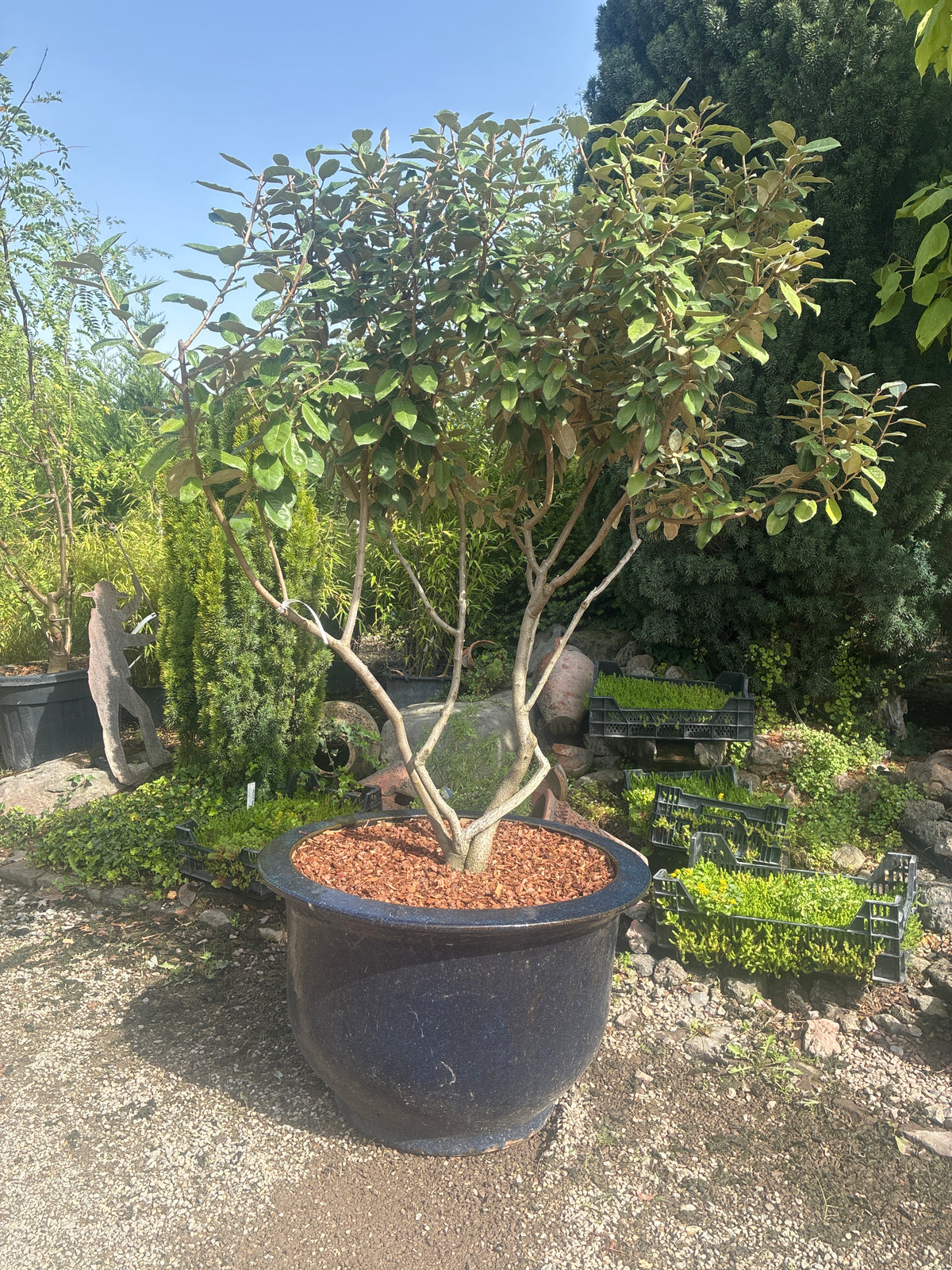 Wintergrüne Ölweide / Elaeagnus x ebbingei
