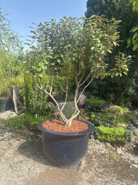Wintergrüne Ölweide / Elaeagnus x ebbingei