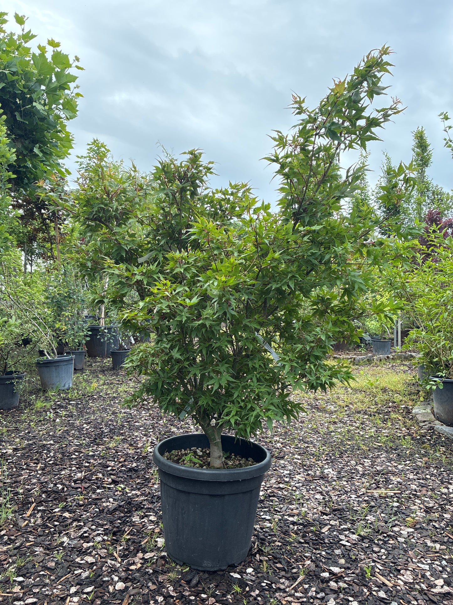 Fächerahorn 'Taro Yama' / Acer palmatum 'Taro Yama'