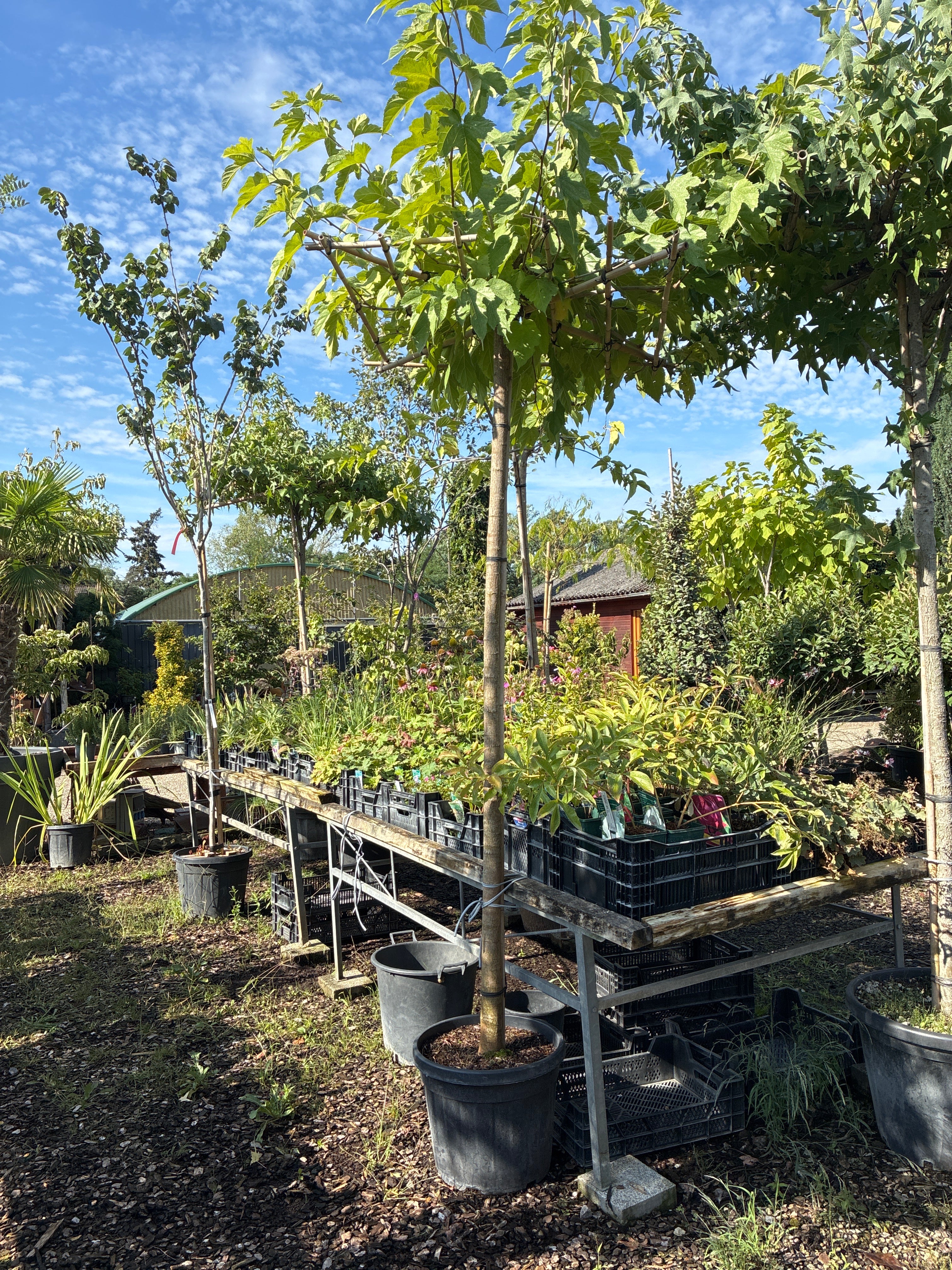 Maulbeerbaum 'Fruitless' / Morus alba 'Fruitless'
